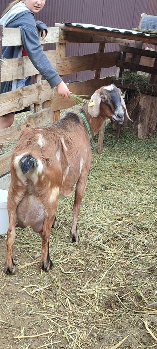 Козлик БиталоКамориНуб