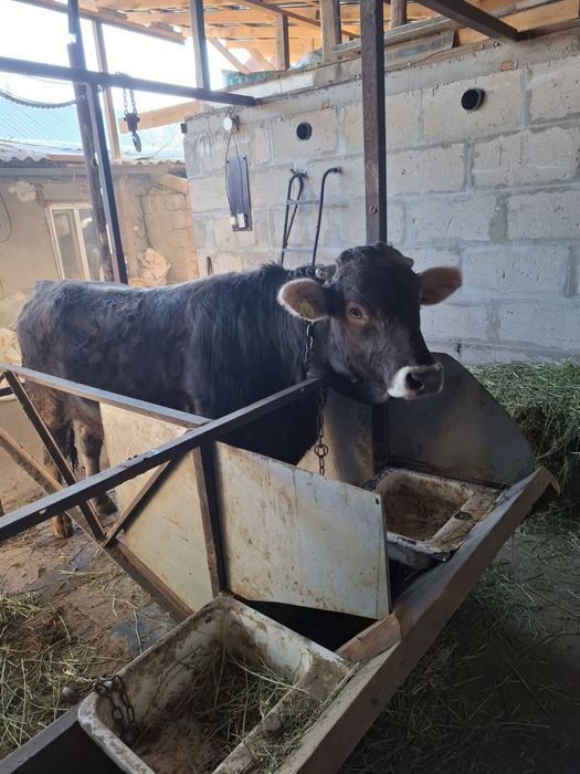 Чистопородный бык