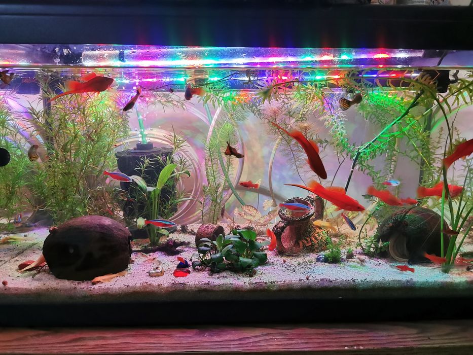 Vând acvariu și accesorii