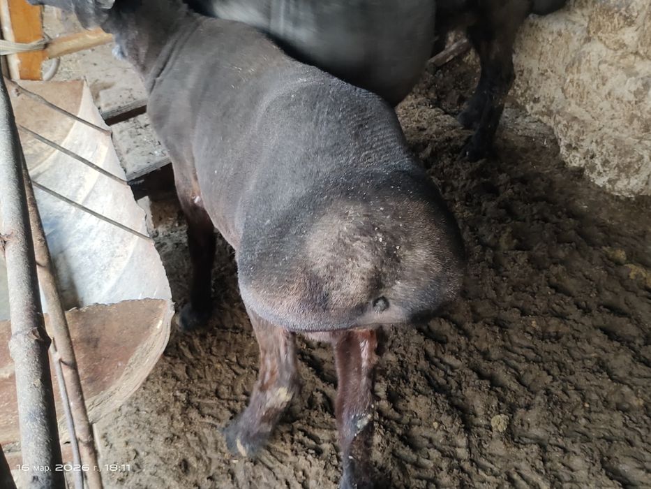 Куйлар супер нархда.