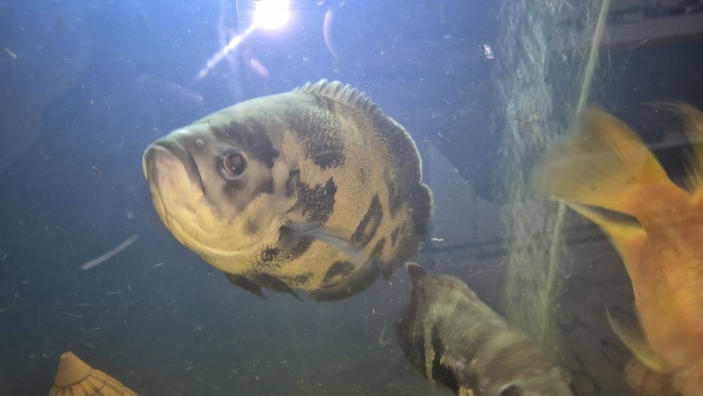 Продам астронотуса