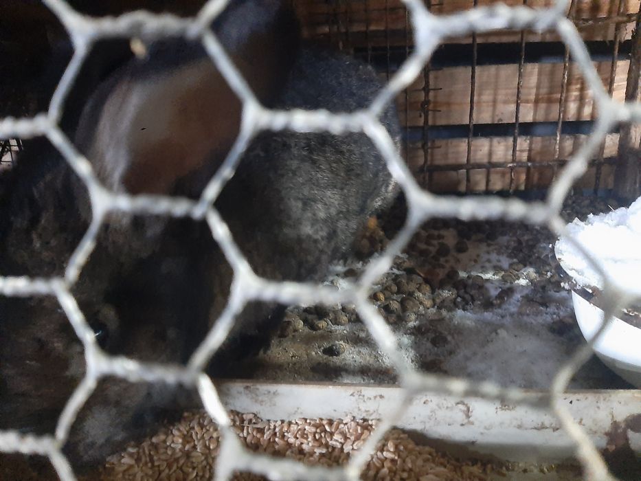 Продам клетку для кроликов