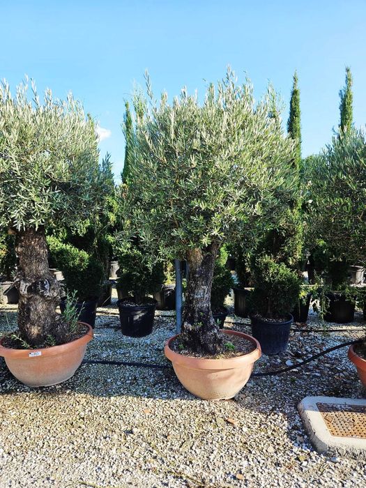 Maslin  secular  olive