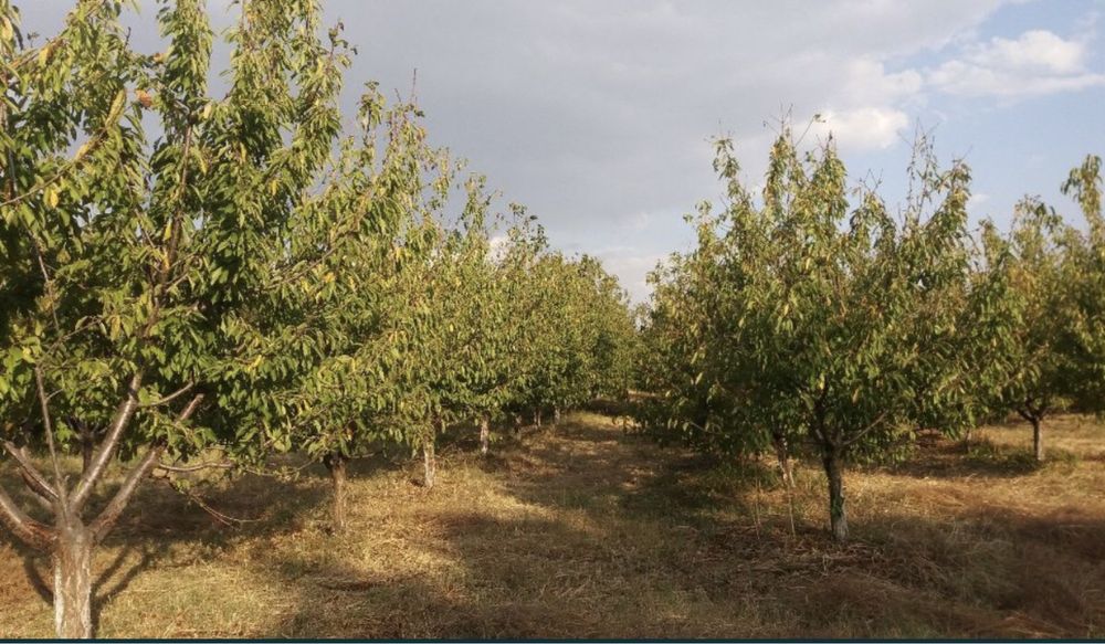 Продава се Земеделски имот в Пловдив, Южен -  кв.м за 4572 €/дка - Снимка #1