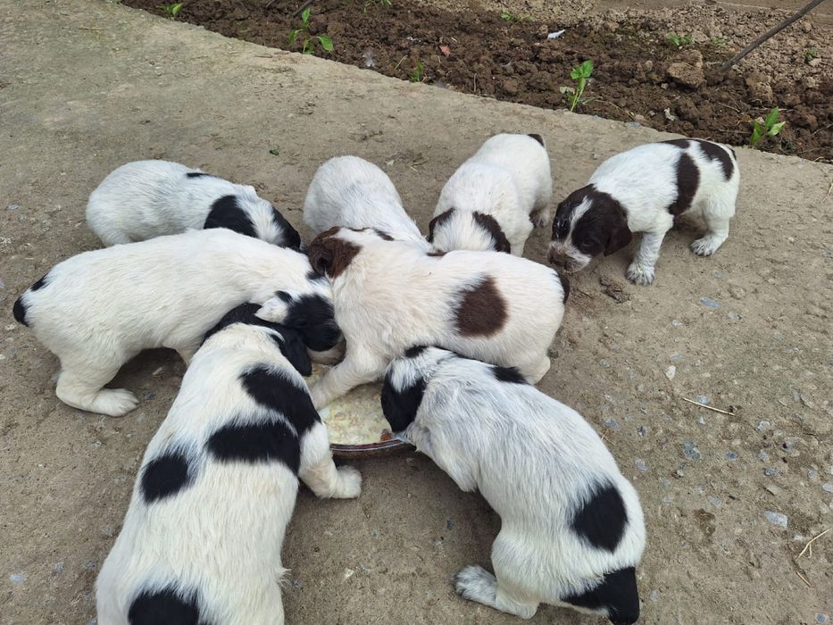 Породистый күшіктер сатылады