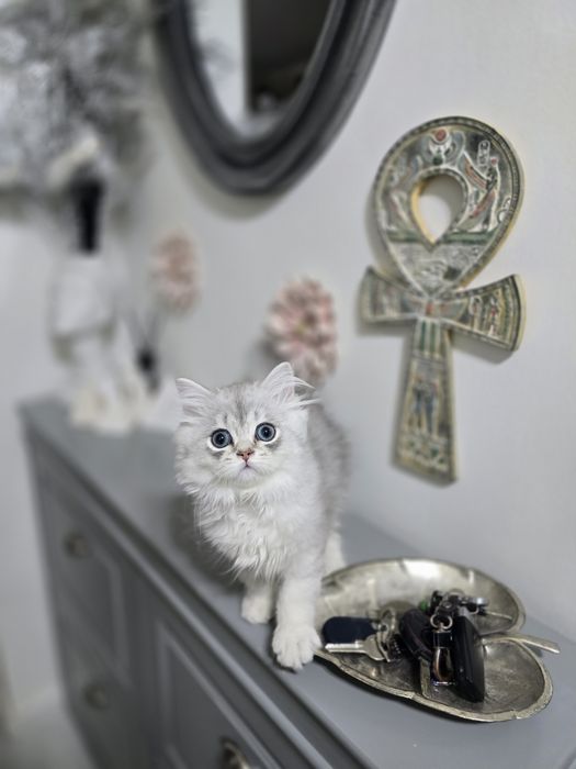 Pui pisică british longhair