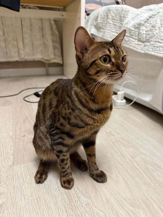 Родословная бенгальская кошка