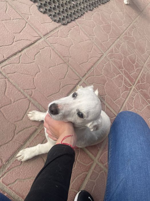 Кученце си търси любящ дом