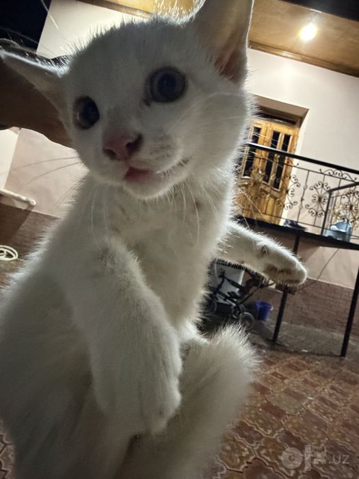 Отдам ДАРОМ котят