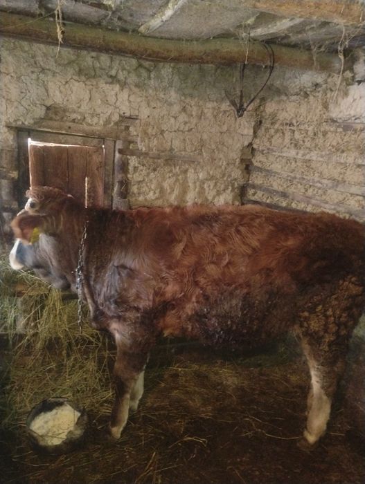 Vând juninca de 6 luni greutate de 300 kg din mama foarte buna de lapt