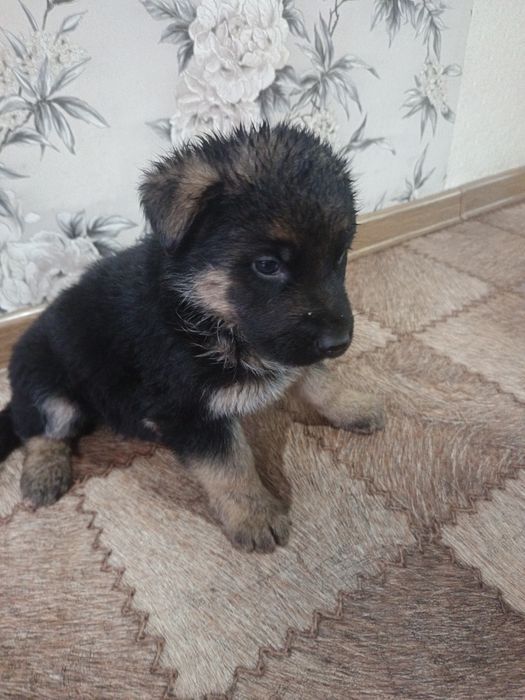 Продам щенков Немецкой овчарки