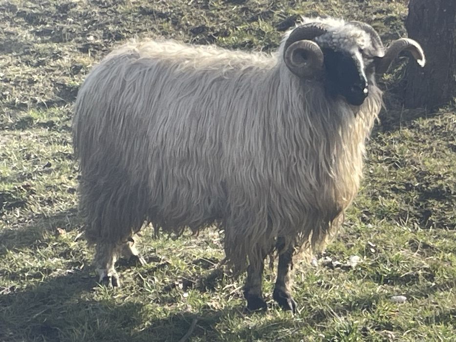 Vand sau schimb berbec