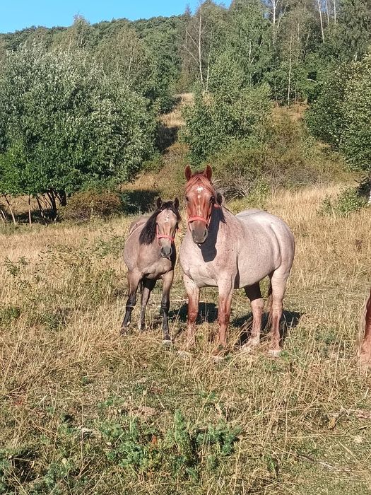 De vânzare 1 armăsar o manza si o iapa