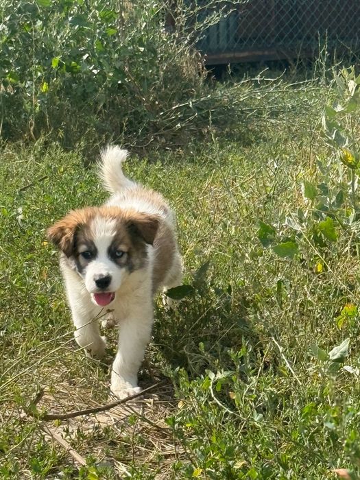 щенки бесплатно