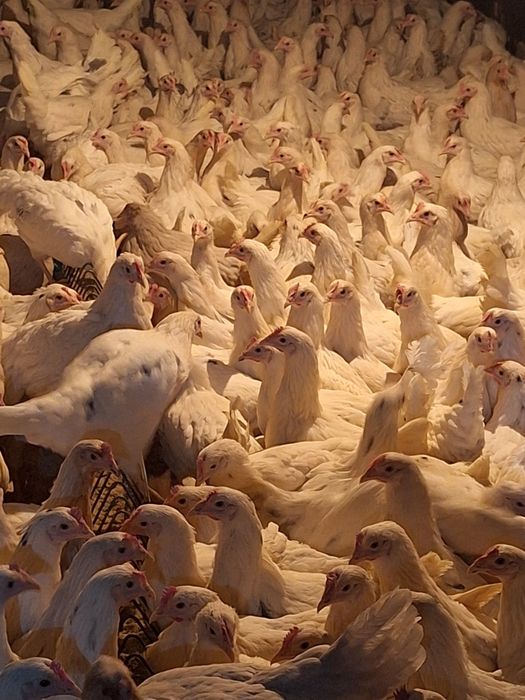 Куры несушки  Коррал