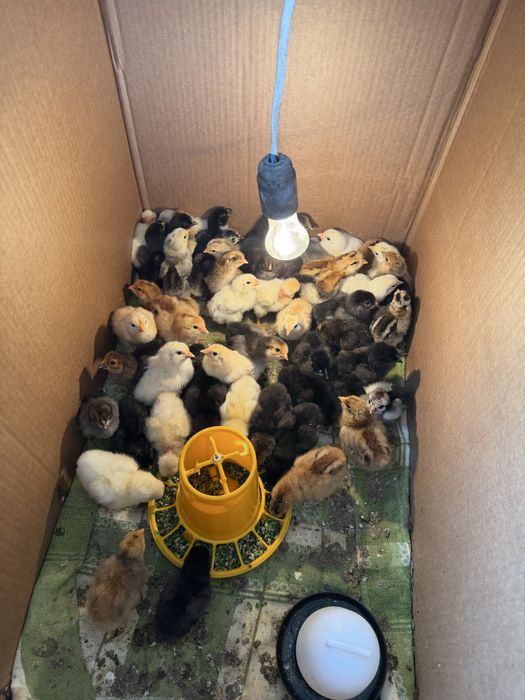 Циплята домашние