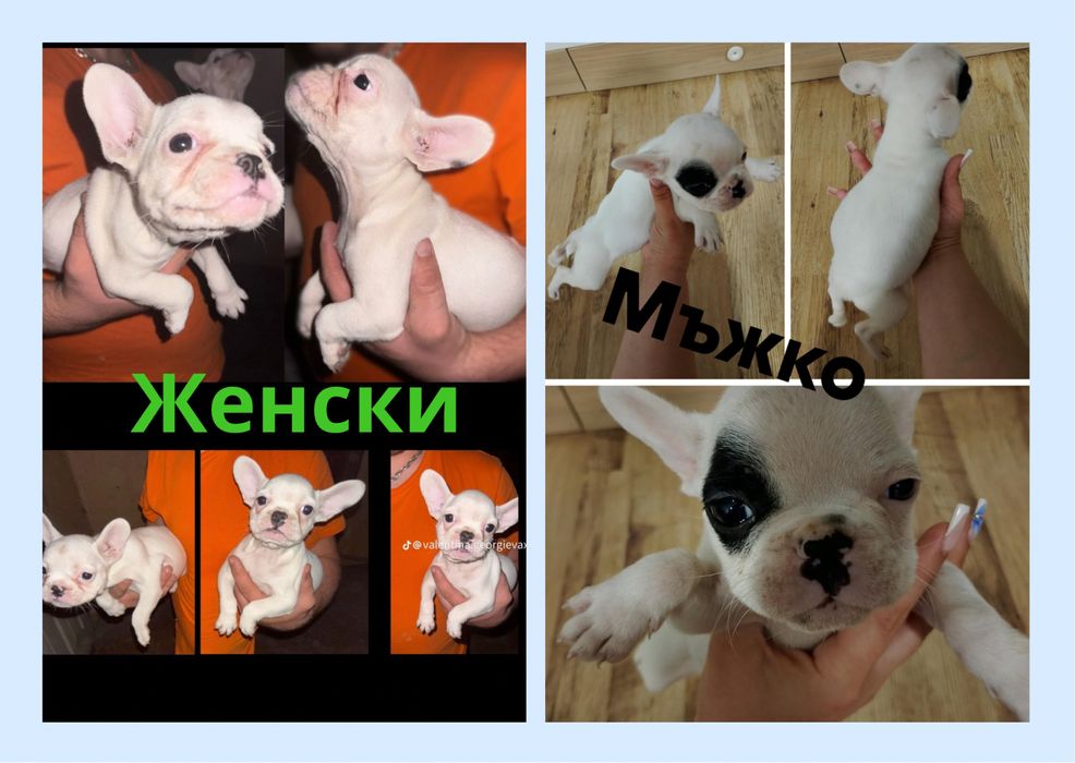 Френски булдог с първа ваксина