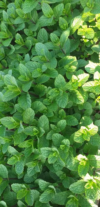 Menta olandeza fresh.