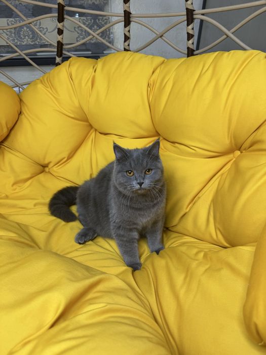 Катенок умный страйт мальчик