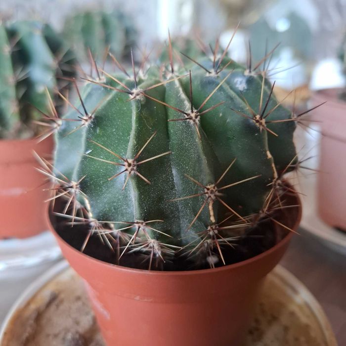 комнатные цветы., суккуленты, кактусы