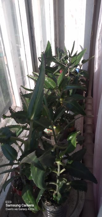 Продам цветок лекарственный каланхоэ