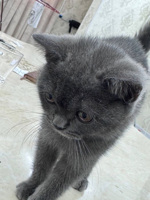 British Shorthairga o‘xshash yoki “Britan zoti mushukcha” deb ham ayti