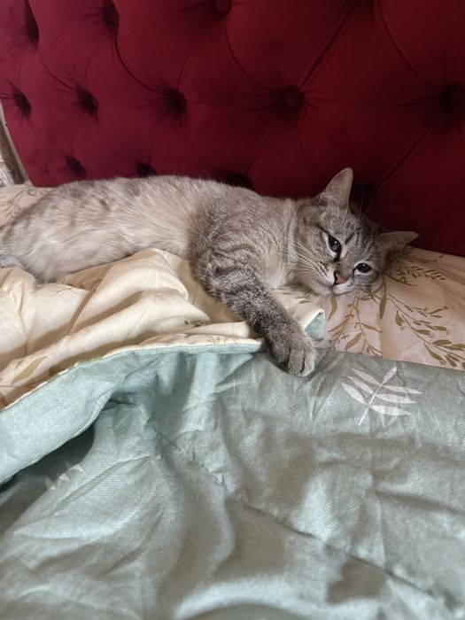 Пропала кошка! Помогите найти пожалуйста.