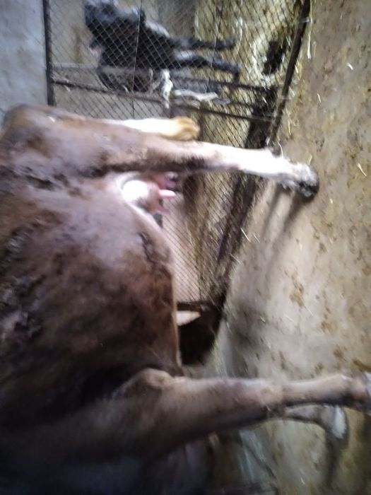 Shvet ona bola sigir sotiladi