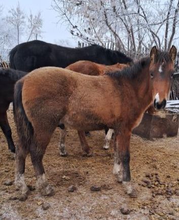 Еркек жабак сатылады