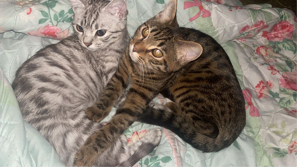 Котята , кошка и 1 кот