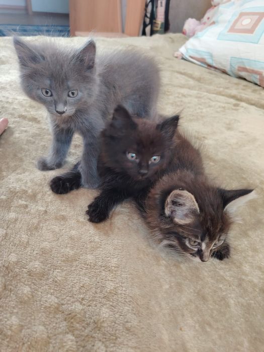 Отдам котят в хорошие руки