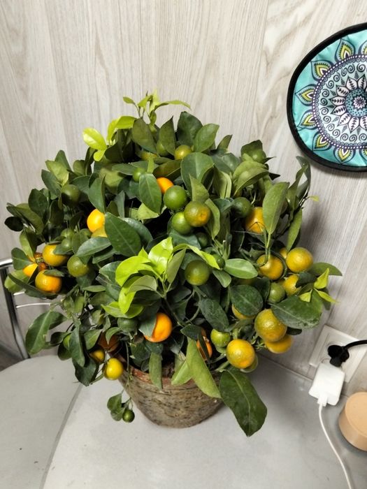 Продам дерево цитрус мандарин