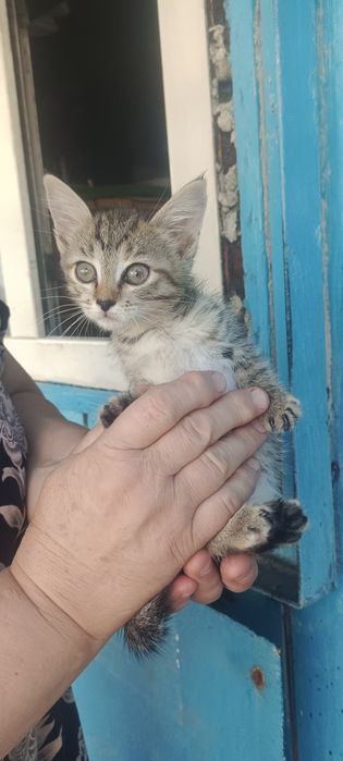отдам котёнка в очень добрые руки