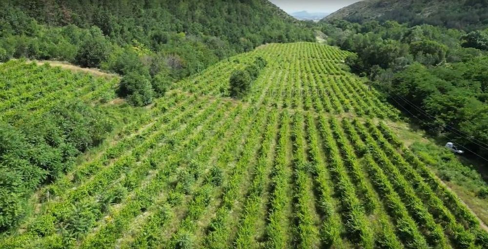 Продава се Парцел в с. Храбрино, Област Пловдив - 68188 кв.м за 10 €/кв.м - Снимка #2