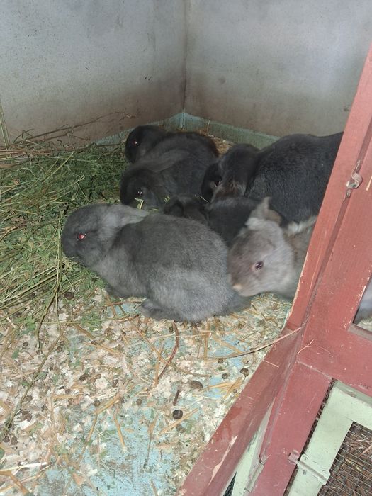 Vând femele cu pui berbec german Albastru