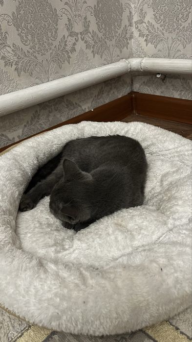 Продаётся британский котёнок