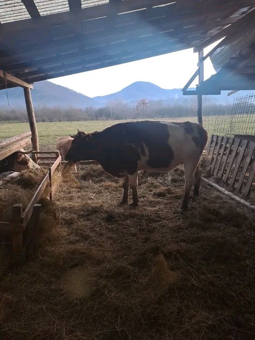 Vând vacă tânără