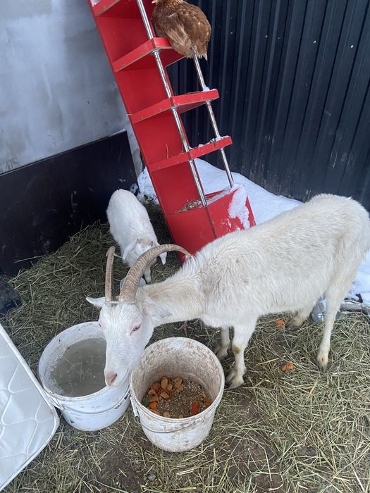 Сауылатын ешкі баласымен  срочна сатылады
