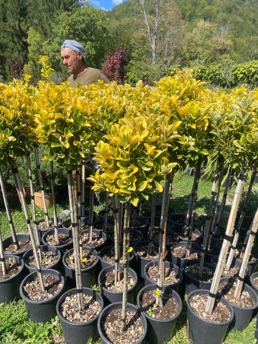 Transformare Grădină cu Plante Premium – Montaj Profesionist