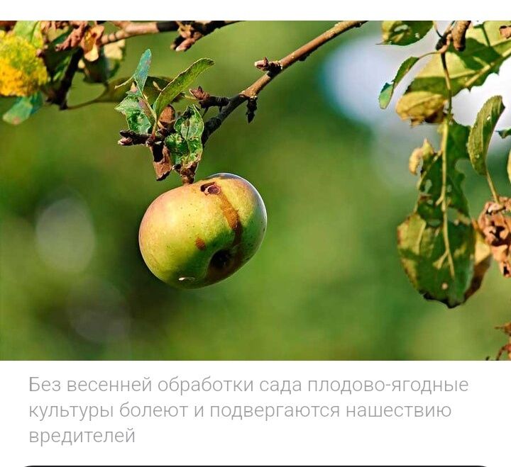 Обрезка плодовых деревьев