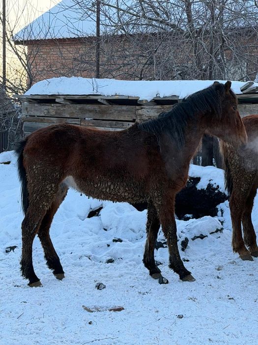 Продам лошадей с откорма