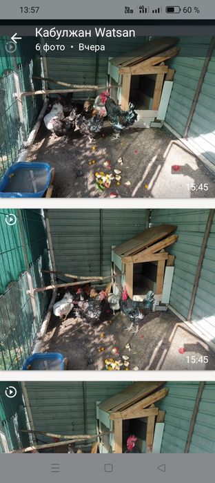 Продаем курей разных парод