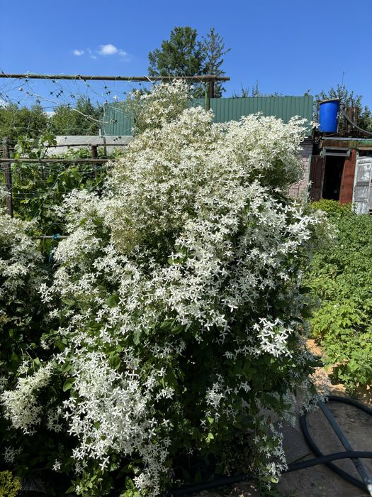 Клематис маньчжурский