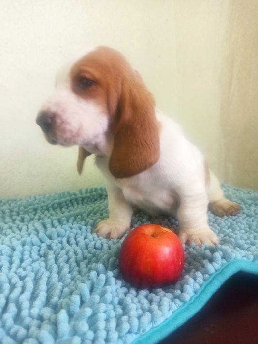 Бассет-хаунд щенки