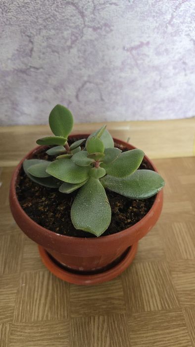 Продам цветы      .