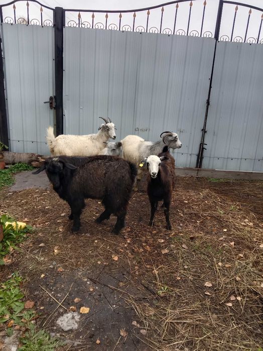 Продам 4 козы и козла