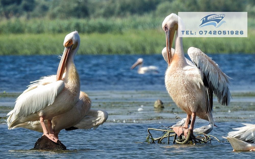 Excursii cu barca în Delta Dunării - Plecare din Mahmudia, jud. Tulcea