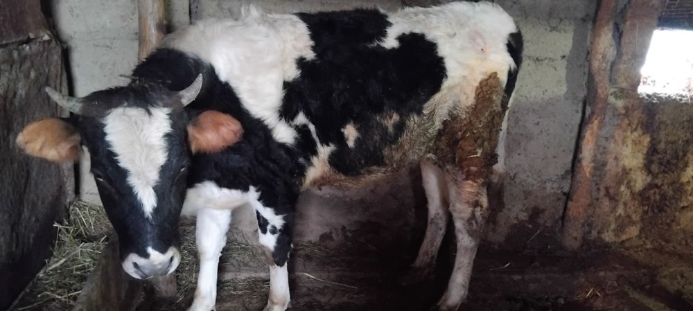 Продам телку на согум