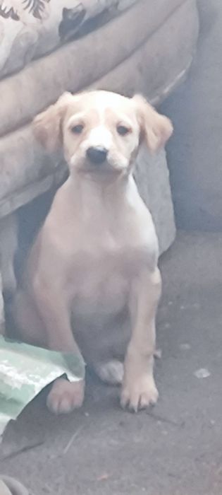 Тазы күшіктер 1 урғашы 1 Еркек