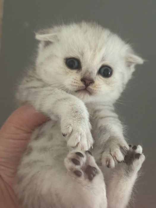 Продам котят шотландские